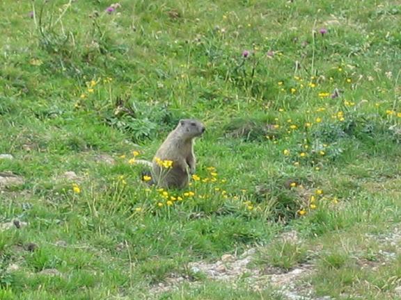 Marmotte, marmotte e ancora marmotte !!!